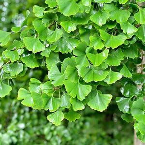 May include: A cluster of vibrant green ginkgo biloba leaves with their characteristic fan-shaped structure and distinct dichotomous venation. The foliage appears fresh and slightly glossy, showcasing the unique notched edges of the leaves.
