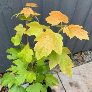 Live Red Maple Tree – 2.5" Pot – 6–12 Inches Tall – Vibrant Red Fall Color – No Ship to AK, HI & P.R.