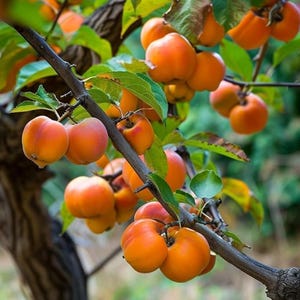 American Persimmon – Live Plant 4&quot; Pot – Cold Hardy Fruit Tree – Ships to AK (Bareroot Oct–May) – No Shipping to Pr, Hi, Ca
