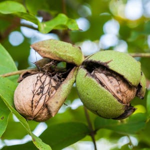 Black Walnut Tree – Live Plant in Quart Pot – Juglans nigra – Nut-Producing Shade Tree