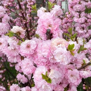 May include: Close-up of a flowering shrub with abundant, soft pink blossoms. The flowers are densely packed, creating a full, textured appearance. Green leaves peek through the blooms, set against brown branches.