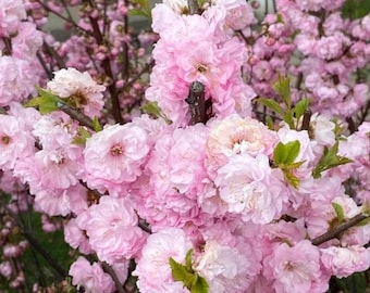Live Pink Flowering Almond Plant – Quart Pot – Prunus glandulosa – Ornamental Spring Blooming Shrub