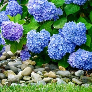 Nikko Blue Hydrangea – Live Plant 12-18&quot; Tall in 2.5&quot; Pot – Blue Blooms for Garden – Ship to AK (Bareroot Oct–May) – No Shipping to Pr,Hi,Ca