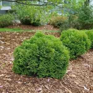 May include: A vibrant green, rounded evergreen shrub with dense, scale-like foliage. The plant features a compact, globe-shaped growth habit with textured, overlapping needles that create a lush, layered appearance in a garden setting.