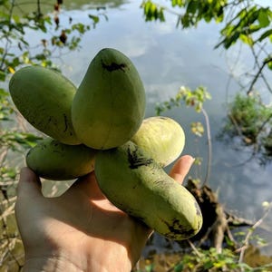 May include: A cluster of five light green, oblong pawpaw fruits with smooth, slightly textured skin and dark brown markings, held together in a group. The fruits exhibit a firm, rounded shape with tapered ends, showcasing natural variations in color.