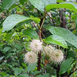 May include: A Cephalanthus occidentalis plant featuring spherical white flower heads with protruding stamens and broad, glossy green leaves. The foliage is covered in small water droplets, and the stems are thin, brown, and woody.