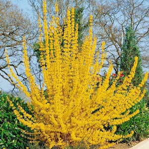 May include: A large, upright forsythia shrub covered in dense clusters of small, bright yellow, four-petaled flowers along its slender, woody branches, standing against a backdrop of bare trees and a clear blue sky in early spring.