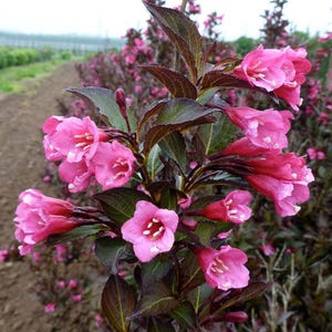 May include: A Weigela shrub featuring clusters of vibrant pink, trumpet-shaped flowers and dark, deep purple-bronze foliage. The plant displays multiple blooms in various stages of opening, with visible white stamens inside each flower petal.