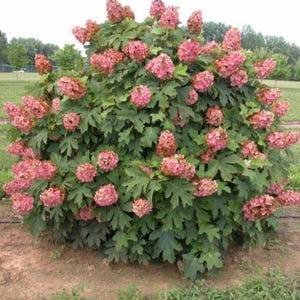 May include: A large, rounded oakleaf hydrangea shrub featuring dense, cone-shaped clusters of pink flowers and broad, deeply lobed, dark green leaves. The plant is covered in numerous blooming flower heads distributed throughout the foliage.