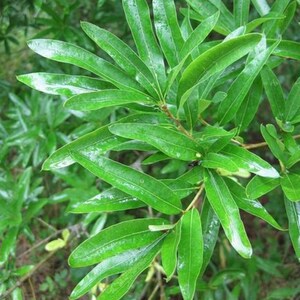 May include: A cluster of vibrant green, elongated, lance-shaped leaves growing from a central stem. The foliage features a smooth, glossy texture with visible veins running along the length of each pointed leaf, creating a dense, layered pattern.