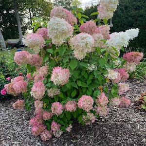 Puede incluir: Un letrero de madera rústico con el texto "Welcome to our home" en un estilo manuscrito. El letrero es rectangular, con un acabado envejecido y un diseño sencillo y acogedor. Adecuado para uso en interiores o exteriores.