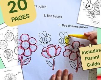 Naturwissenschaftliche Malvorlagen für Kinder | Biene, Lebenszyklus, Pflanzen (20 printables, PDF Download)