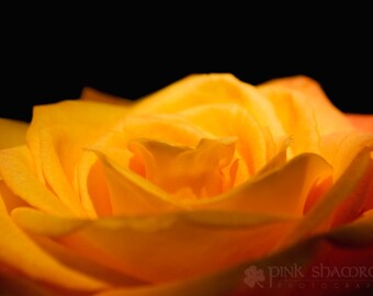 Sunny Yellow Rose Fine Art print