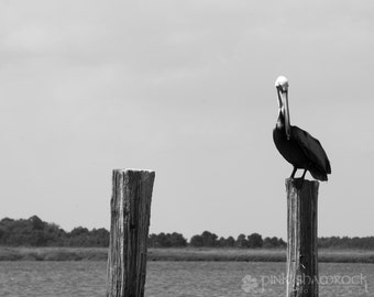 Pelican on a Post - Fine Art Print