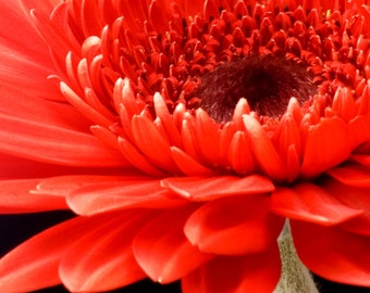 Red Gerbera Daisy Fine Art Print