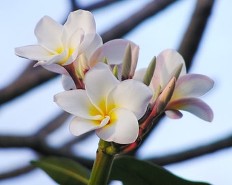 Delicate Blossoms - Hawaiian Plumeria 8x8 Fine Art Print