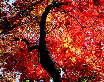 Bright Red Autumn Tree Foliage Fine Art Print