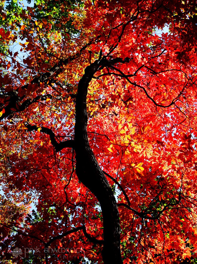 Bright Red Autumn Tree Foliage Fine Art Print image 1