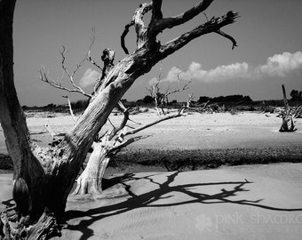 Bulls Island Boneyard Beach Black and White  Fine Art print