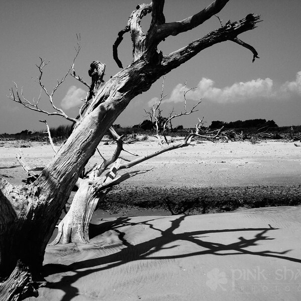 Bulls Island Boneyard Beach Black and White  Fine Art print