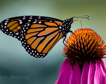 Monarch Butterfly on Cone Flower Fine Art Print