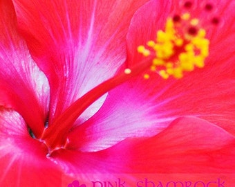 Pink Hibiscus Tropical Flower 8x8 Fine Art Print