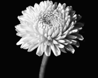 Chrysanthemum Black and White Fine Art print