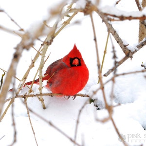 Roter Kardinal im Schnee-Fine-Art-Print