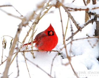 Red Cardinal in Snow Fine Art Print