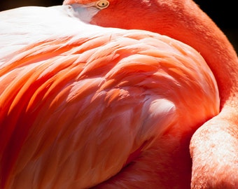 Shy Pink Flamingo Fine Art Print