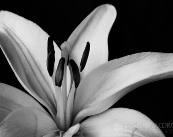 Pure White Lily Black and White Fine Art Print