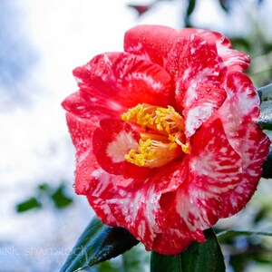 Pink Variegated Camellia Fine Art Print