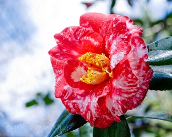 Pink Variegated Camellia Fine Art Print