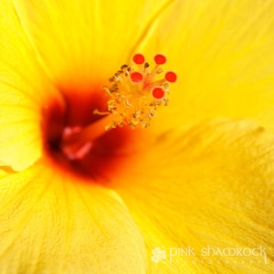 Hallo, gelb - Hibiskus 8 x 8-Fine-Art-Print