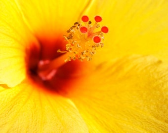 Hello, Yellow - Hibiscus 8x8 Fine Art Print