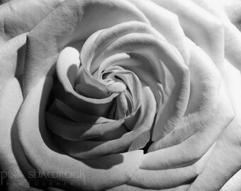 Swirled Rose Fine Art print