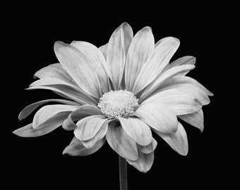 Single Daisy Fine Art Print