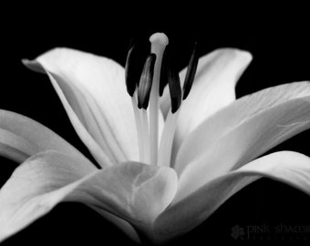 Portrait of a Lily Black and White Fine Art Print