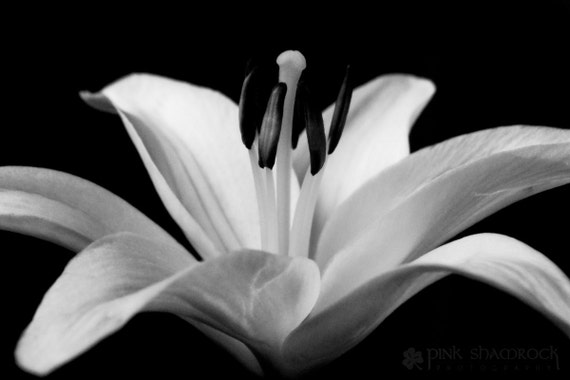 Portrait dune fleur de Lys noir et blanc Fine Art Print - Etsy Canada