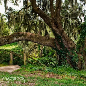 Plantation Lowcountry Charleston Live Oak Fine Art Print