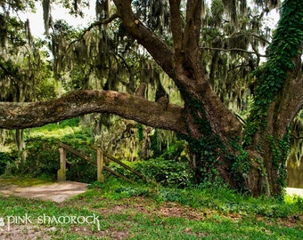 Plantation Lowcountry Charleston Live Oak Fine Art Print