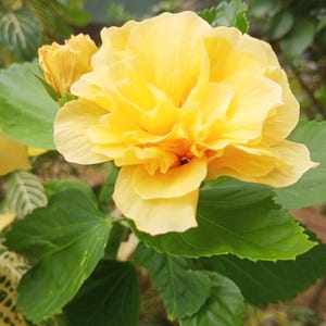 May include: Close-up of a vibrant yellow hibiscus flower in full bloom, showcasing multiple layers of delicate petals. The flower is surrounded by lush green leaves, with a smaller bud visible. The image highlights the flower's intricate details and natural beauty.