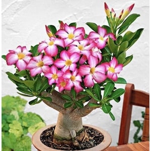 May include: A white ceramic mug with a colorful floral design. The mug features a variety of flowers in shades of pink, purple, and yellow, with green leaves. The handle is white, and the mug appears to be on a white surface.