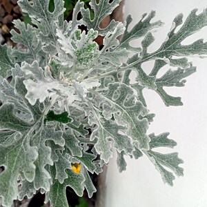 Silver Ragwort Seeds - Jacobaea Maritima, Fuzzy Leaves, Drought Tolerant