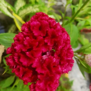 Cockscomb Flower Seeds – Celosia Cristata, Heirloom Annual (200 Mixed Seeds)