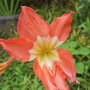 Hippeastrum striatum Amaryllis Bulb, 1 pcs | Striped Barbados Lily, Winter Blooms