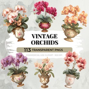Puede incluir: Imagen de arte digital con ilustraciones de acuarela de orquídeas en varios colores, incluyendo rosa, morado y melocotón. Las orquídeas están en jarrones ornamentados de estilo vintage. El texto dice "VINTAGE ORCHIDS" y "113 TRANSPARENT PNGS".