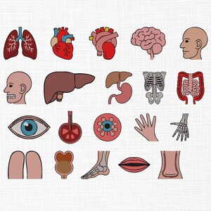 Op de afbeelding: Een verzameling kleurrijke, cartoonachtige illustraties van menselijke lichaamsdelen, waaronder longen, hart, hersenen, oog en skeletstructuren. De afbeeldingen zijn zwart omlijnd en tegen een witte achtergrond.
