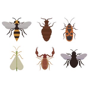 May include: A collection of six stylized insect illustrations on a white background. The insects include a bee, a beetle, a bug, a moth, a scorpion, and a fly. Each insect is depicted with distinct colors and shapes, suitable for educational or decorative purposes.