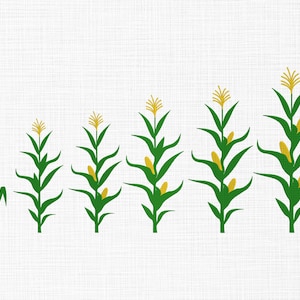 Op de afbeelding: Een grafische illustratie van maïsplanten in verschillende groeistadia. De planten zijn groen met gele maïskolven en pluimen, tegen een witte achtergrond. De afbeelding toont de levenscyclus van maïs.